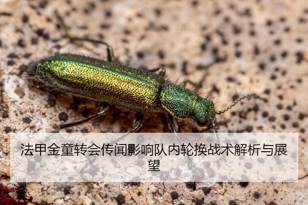 法甲金童转会传闻影响队内轮换战术解析与展望